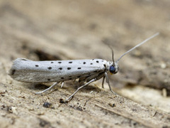 Smørbukkspinnmøll (Yponomeuta sedella)