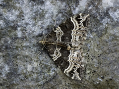 Geitramsdråpemåler (Ecliptopera silaceata)