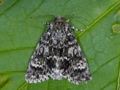 Ospekveldfly (Acronicta megacephala)