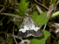 Båndengmott (Udea hamalis)