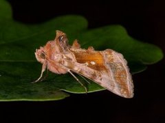 Rødbrunt metallfly (Autographa jota)