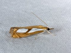 Toflekket nebbmott (Catoptria pinella)