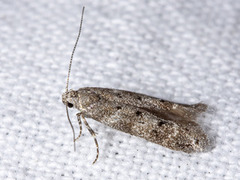 Furuskuddmøll (Exoteleia dodecella)