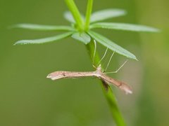 Tveskjeggveronikafjærmøll (Stenoptilia pterodactyla)