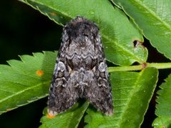 Smellefjellfly (Lasionycta proxima)