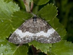 Geitramsmåler (Spargania luctuata)