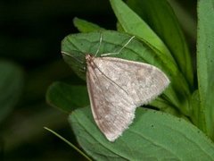 Marimjelleengmott (Anania fuscalis)