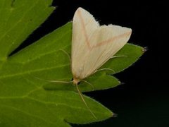 Vandremåler (Rhodometra sacraria)