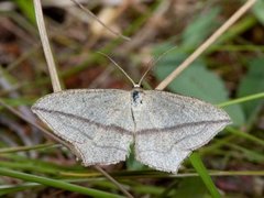 Grå syremåler (Timandra griseata)