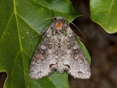 Buehakefly (Polia hepatica)