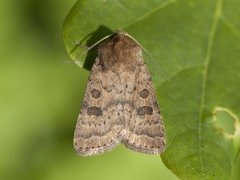 Lyst ringurtefly (Hoplodrina octogenaria)