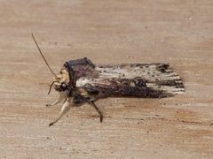 Dobbeltpunktfly (Axylia putris)