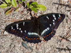 Ospesommerfugl (Limenitis populi)