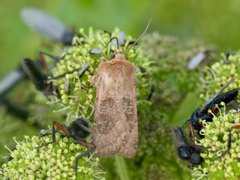 Kobberfly (Chersotis cuprea)