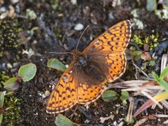 Fjellperlemorvinge (Boloria napaea)