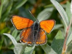 Purpurgullvinge (Lycaena hippothoe)