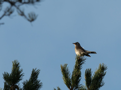 Gråtrost (Turdus pilaris)