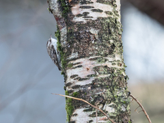 Trekryper (Certhia familiaris)