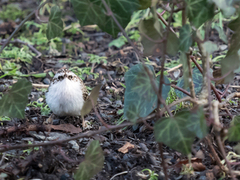 Trekryper (Certhia familiaris)