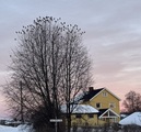 Sidensvans (Bombycilla garrulus)