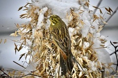 Gulspurv (Emberiza citrinella)