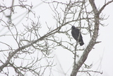 Kaie (Corvus monedula)