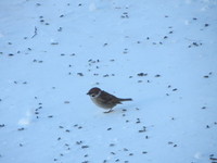 Pilfink (Passer montanus)