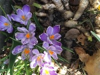 Krokusslekta (Crocus)