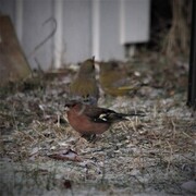 Bokfink (Fringilla coelebs)