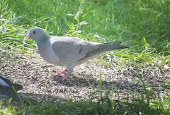 Skogdue (Columba oenas)