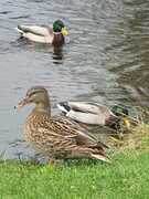 Stokkand (Anas platyrhynchos)