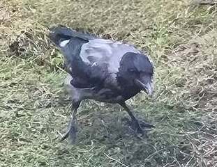 Kråke (Corvus cornix)