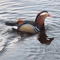Mandarinand (Aix galericulata)