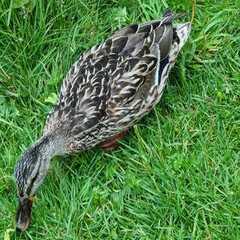 Stokkand (Anas platyrhynchos)