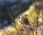 Gulspurv (Emberiza citrinella)