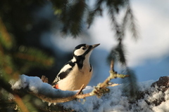 Flaggspett (Dendrocopos major)