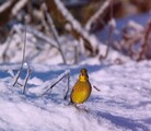 Gulspurv (Emberiza citrinella)