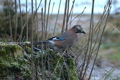 Nøtteskrike (Garrulus glandarius)