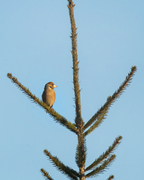 Kjernebiter (Coccothraustes coccothraustes)