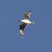 Gråmåke (Larus argentatus)