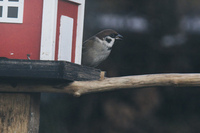 Pilfink (Passer montanus)