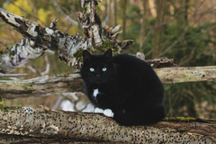 Katt (Felis catus)