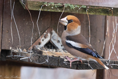 Kjernebiter (Coccothraustes coccothraustes)