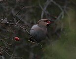 Sidensvans (Bombycilla garrulus)