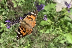 Tistelsommerfugl (Vanessa cardui)