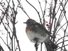 Gråtrost (Turdus pilaris)