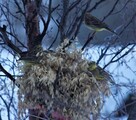 Gulspurv (Emberiza citrinella)