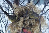 Gulspurv (Emberiza citrinella)