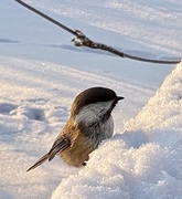 Lappmeis (Poecile cinctus)