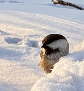 Lappmeis (Poecile cinctus)